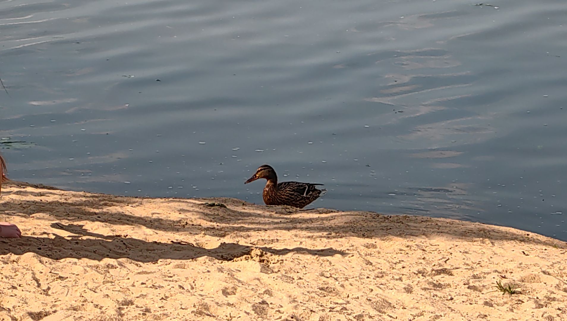 утки, корм для уток, аппарат с кормом, парк, река, щёлково, животные,