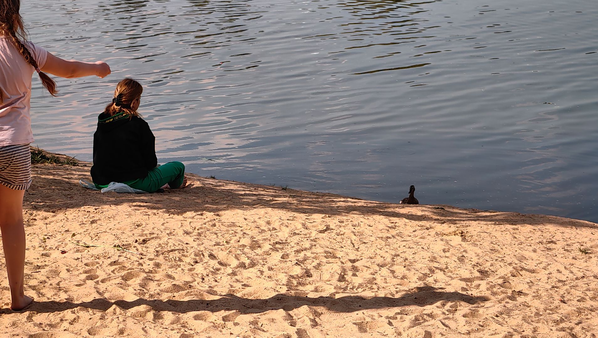 утки, корм для уток, аппарат с кормом, парк, река, щёлково, животные,