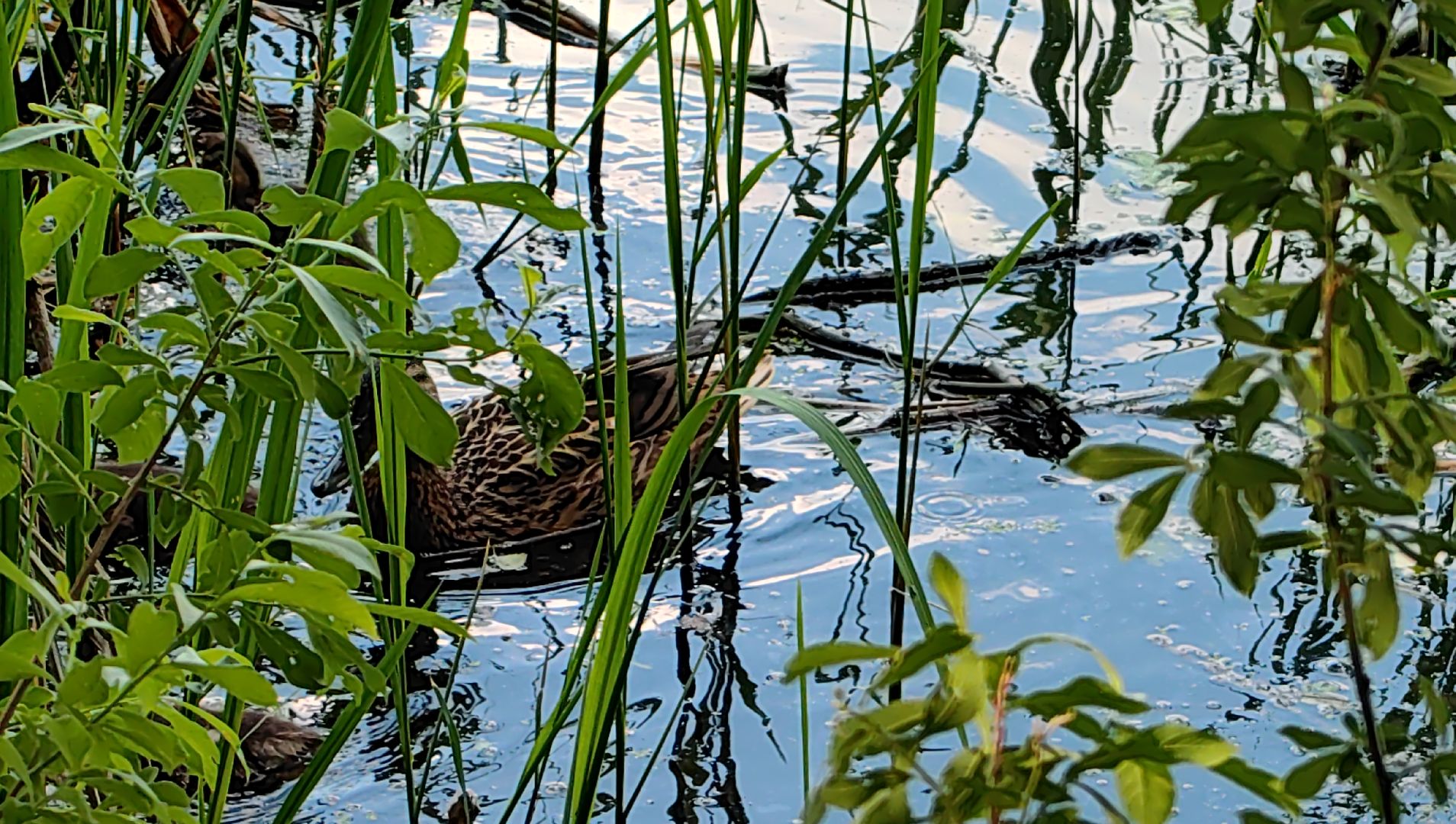 утки, корм для уток, аппарат с кормом, парк, река, щёлково, животные,