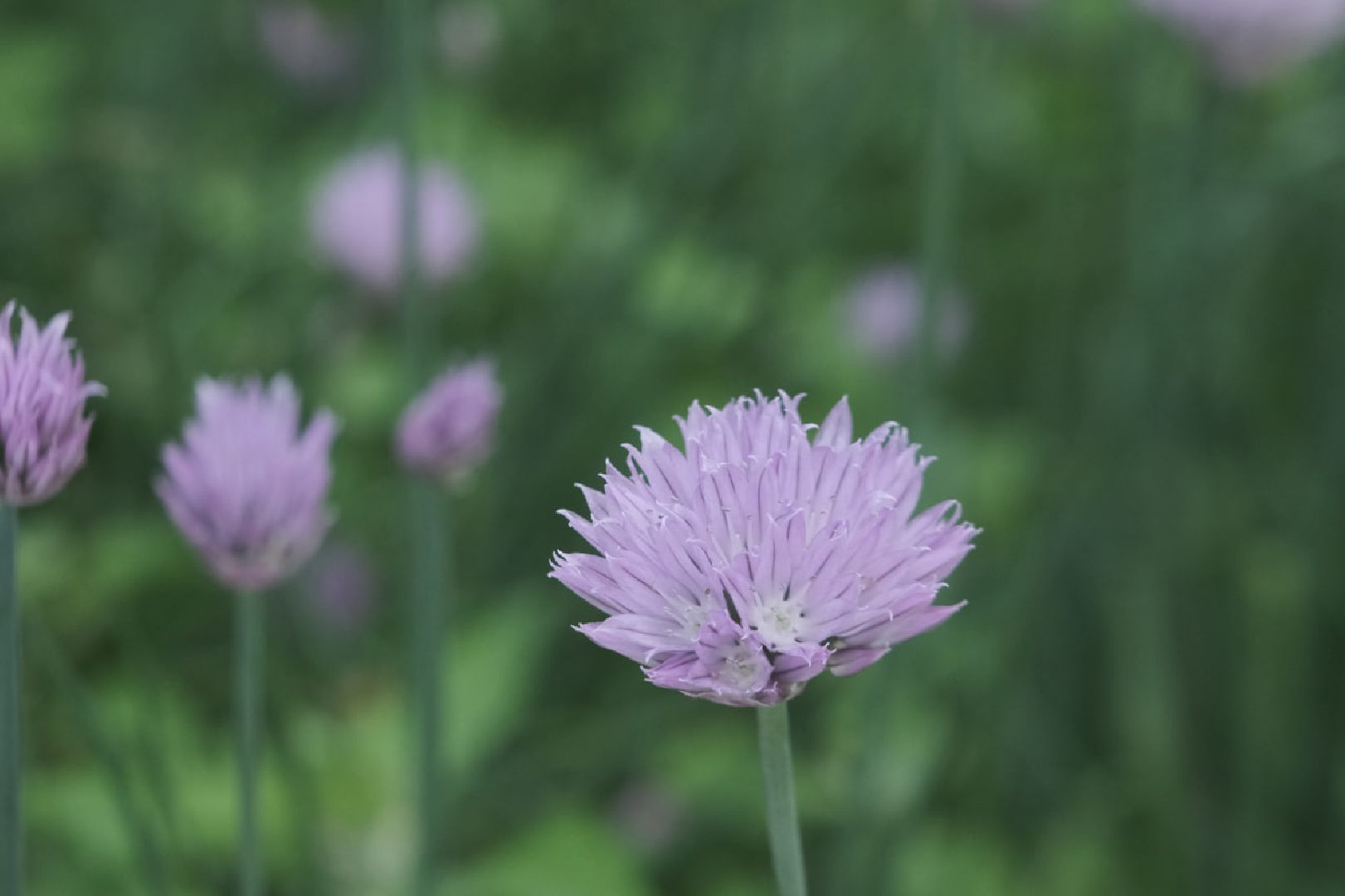 пущино, серпухов, благоуйстройство, национальные проекты,