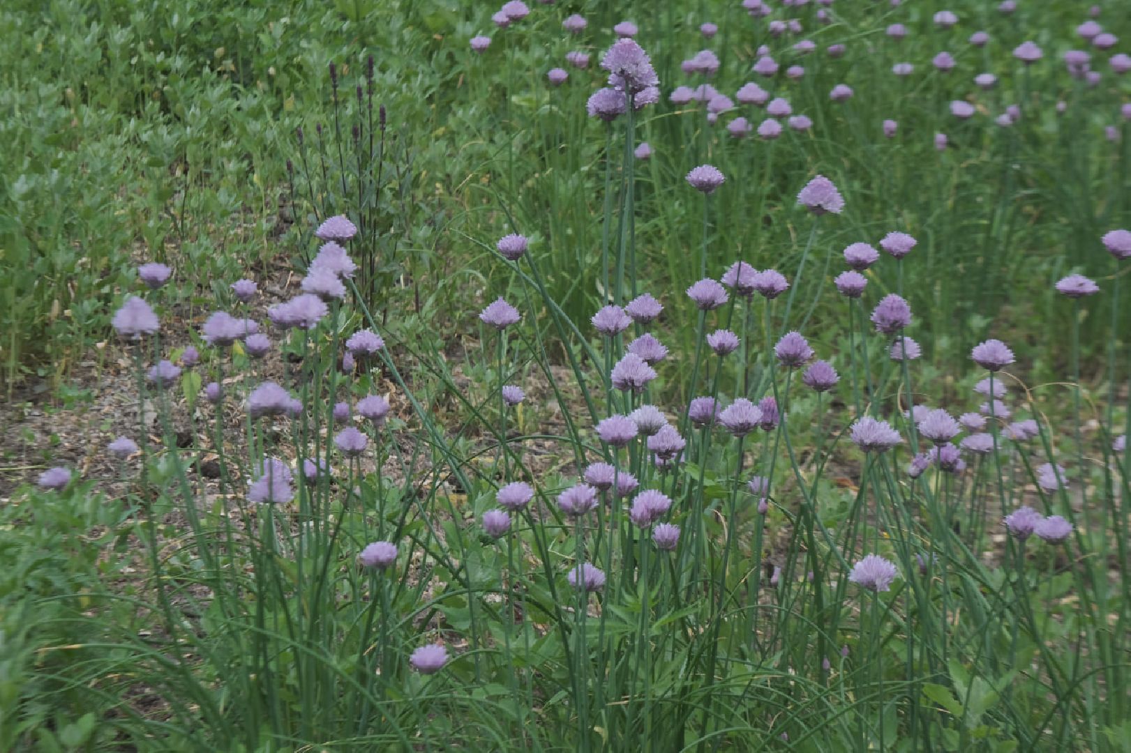пущино, серпухов, благоуйстройство, национальные проекты,