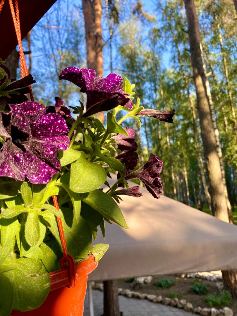 Домодедово, Подмосковье, летняя веранда, Терраса, парк, Елочки, Культура, Общество, общепит, Ресторан,