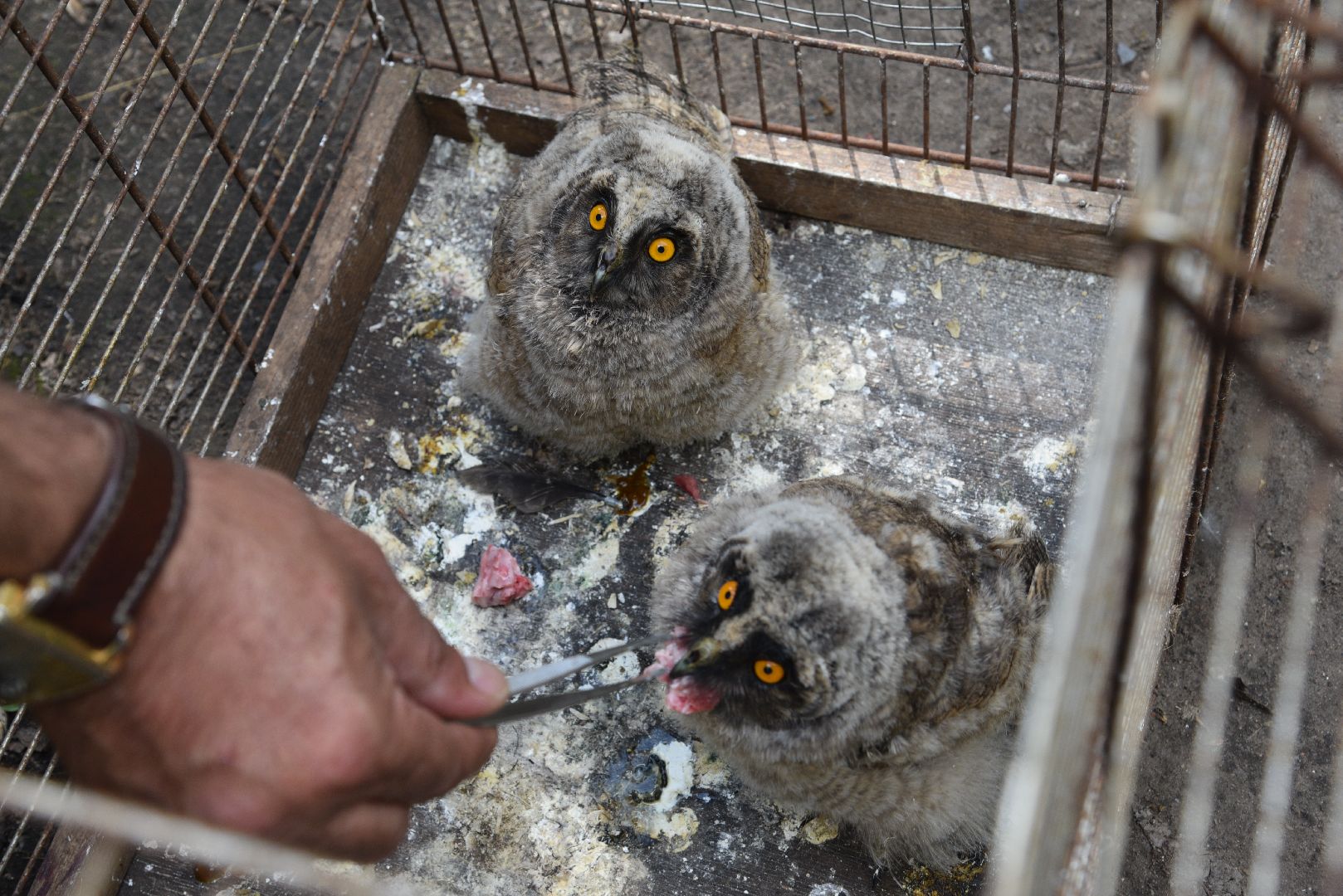 лотошино, лотошинский парк, филины, экология, парки подмосковья,