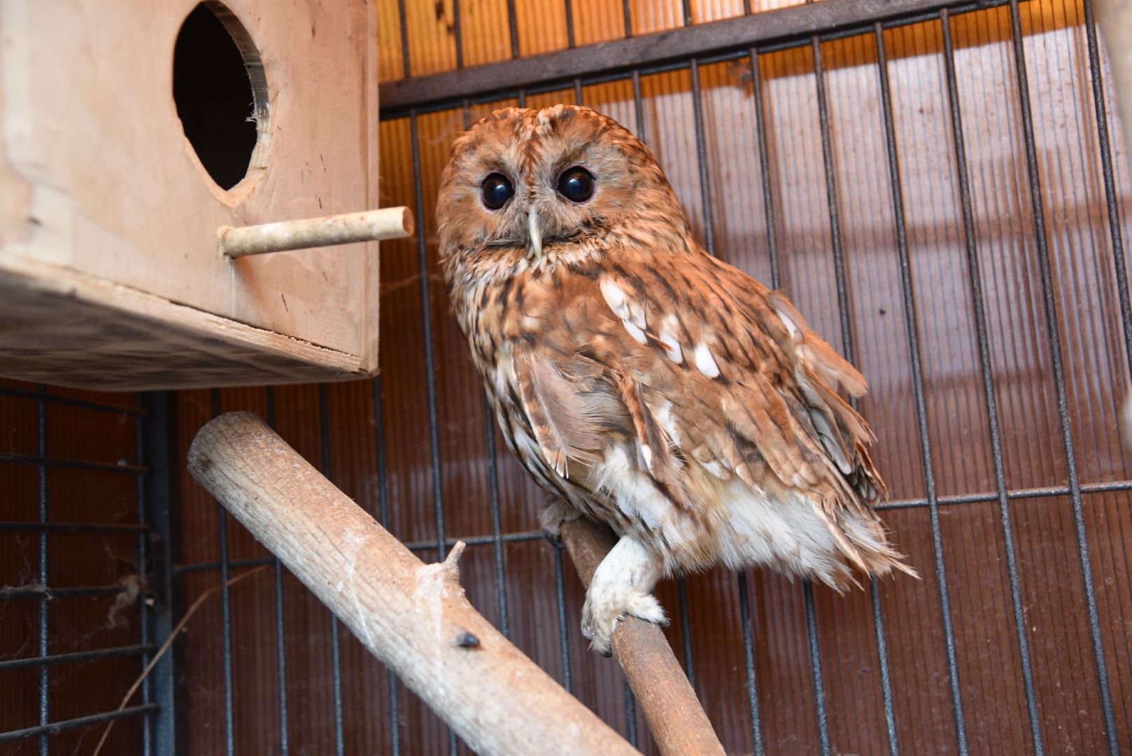 лотошино, лотошинский парк, филины, экология, парки подмосковья,