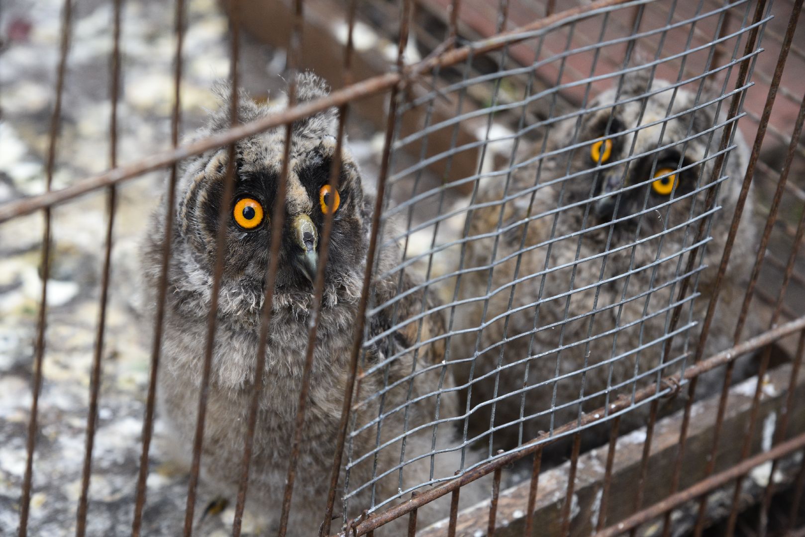 лотошино, лотошинский парк, филины, экология, парки подмосковья,