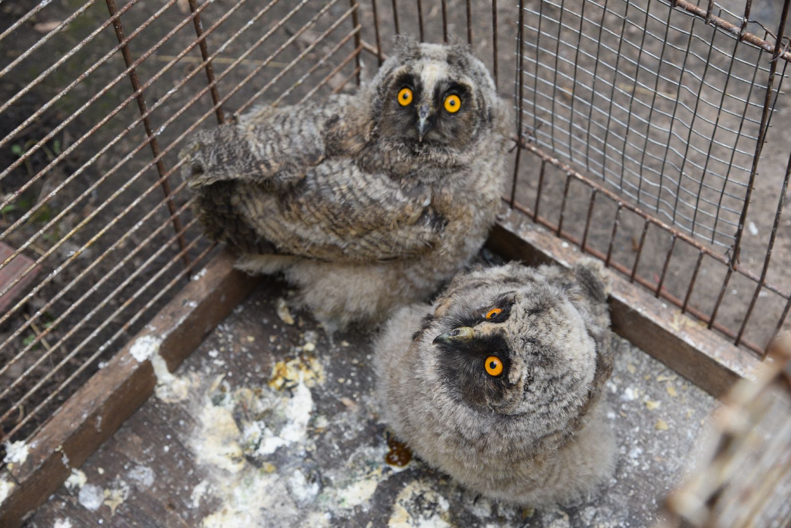 лотошино, лотошинский парк, филины, экология, парки подмосковья,