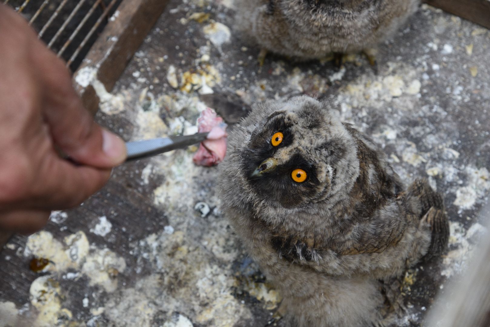 лотошино, лотошинский парк, филины, экология, парки подмосковья,