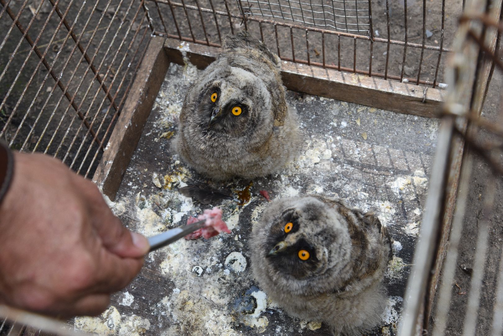 лотошино, лотошинский парк, филины, экология, парки подмосковья,