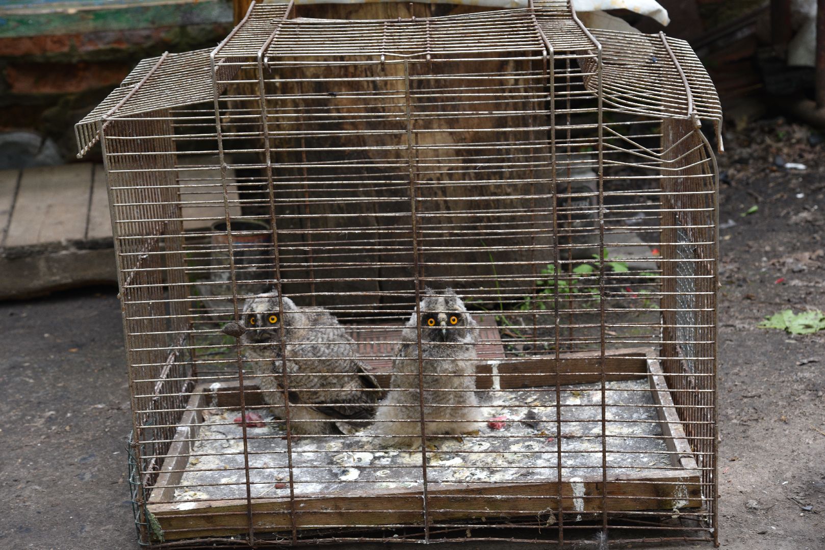 лотошино, лотошинский парк, филины, экология, парки подмосковья,