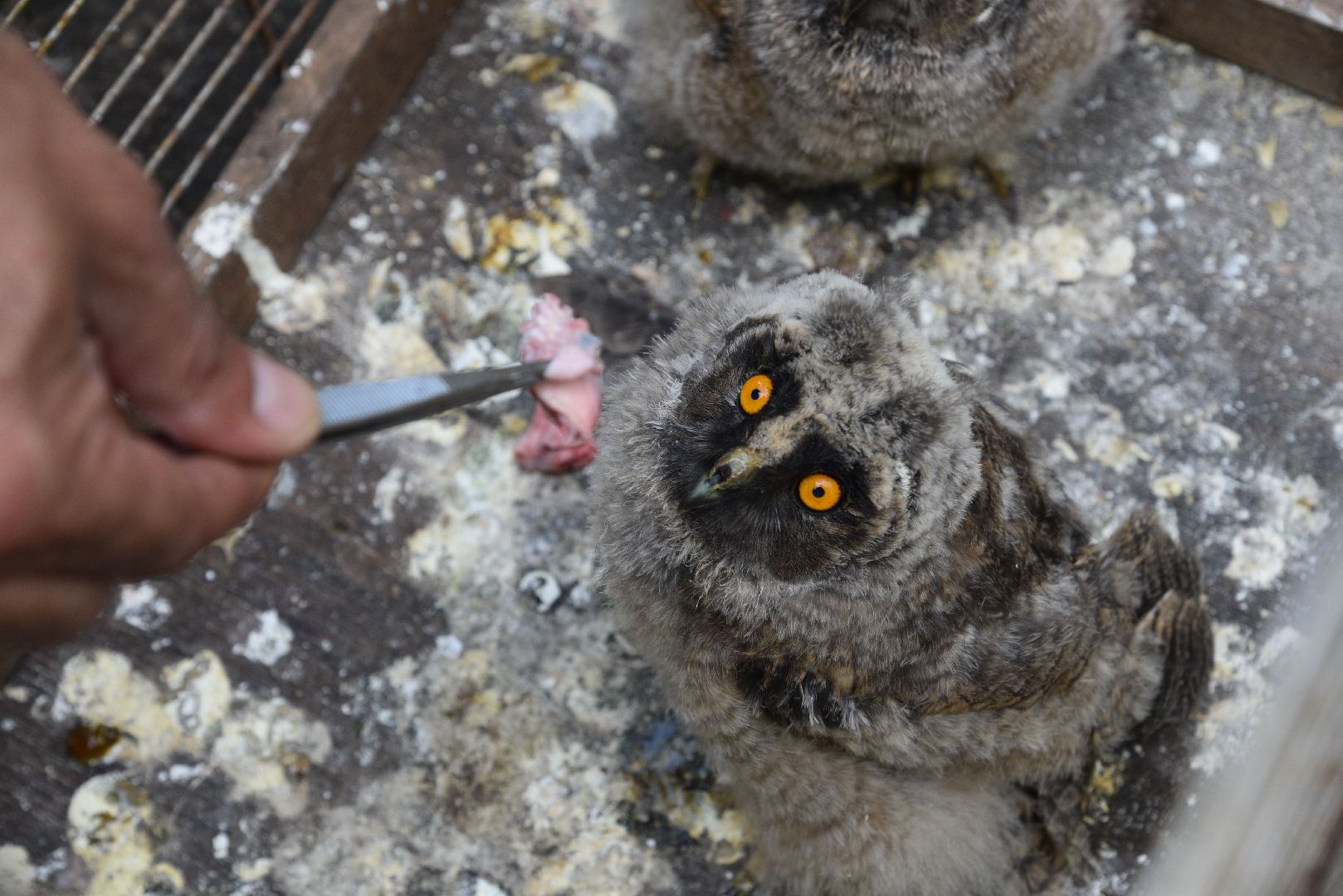 лотошино, лотошинский парк, филины, экология, парки подмосковья,