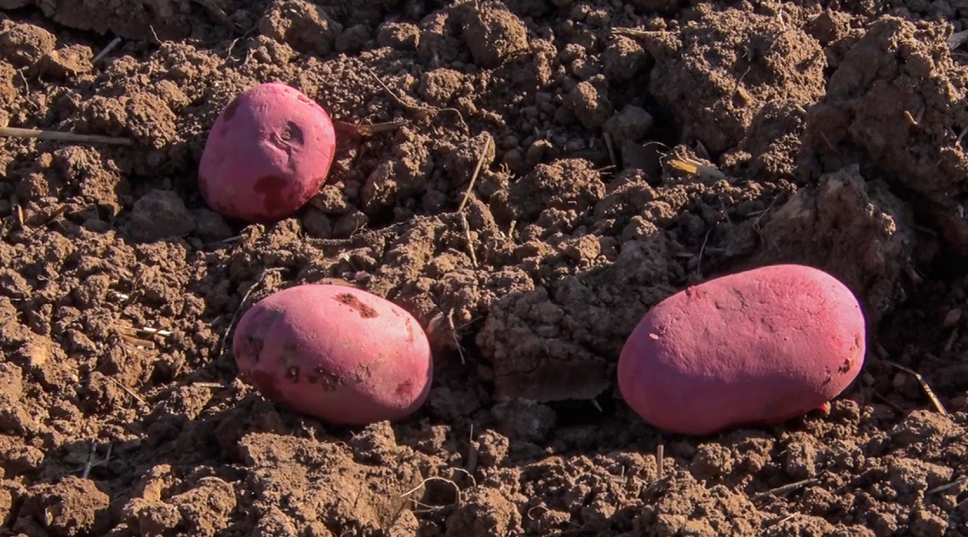 Клин, общество, экономика, сельское хозяйство, картофель,