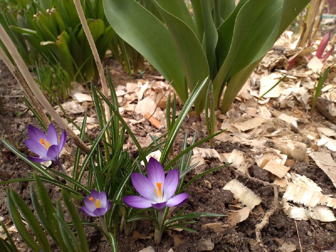 благоустройство, придомовая территория, Лосино-Петровский, перемены