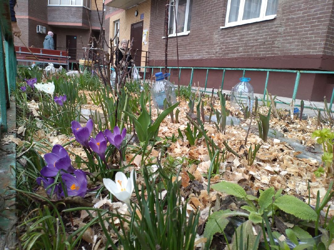 благоустройство, придомовая территория, Лосино-Петровский, перемены