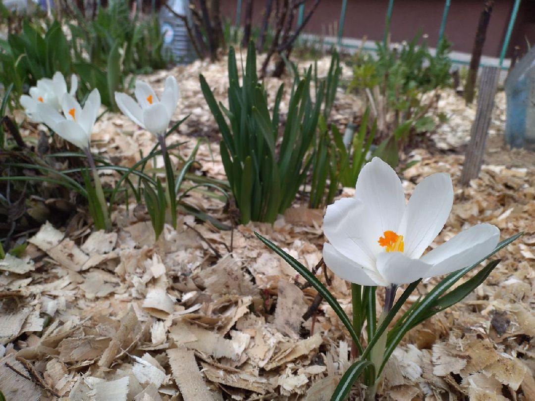 благоустройство, придомовая территория, Лосино-Петровский, перемены