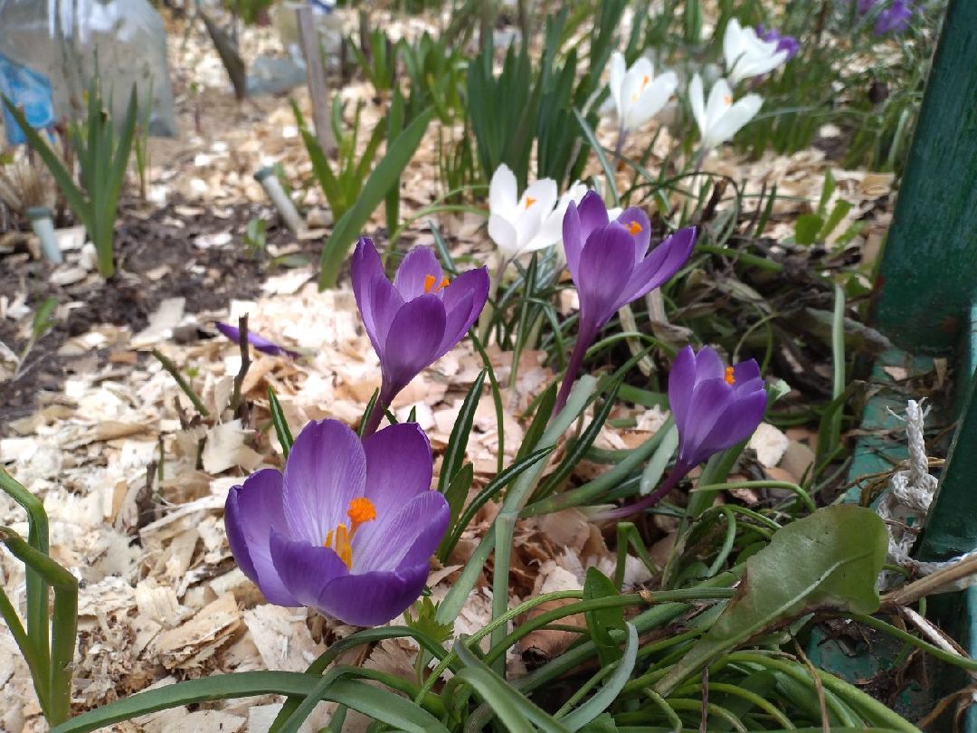 благоустройство, придомовая территория, Лосино-Петровский, перемены