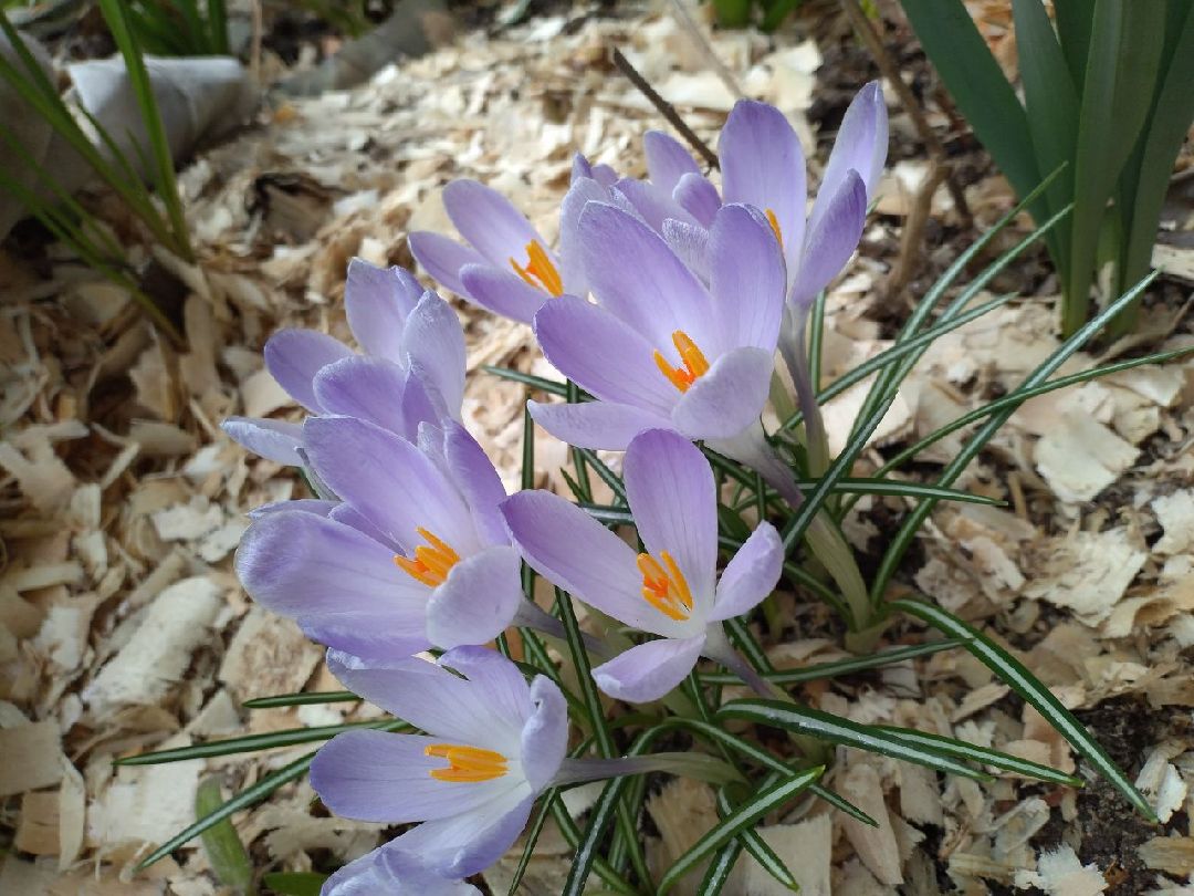 благоустройство, придомовая территория, Лосино-Петровский, перемены