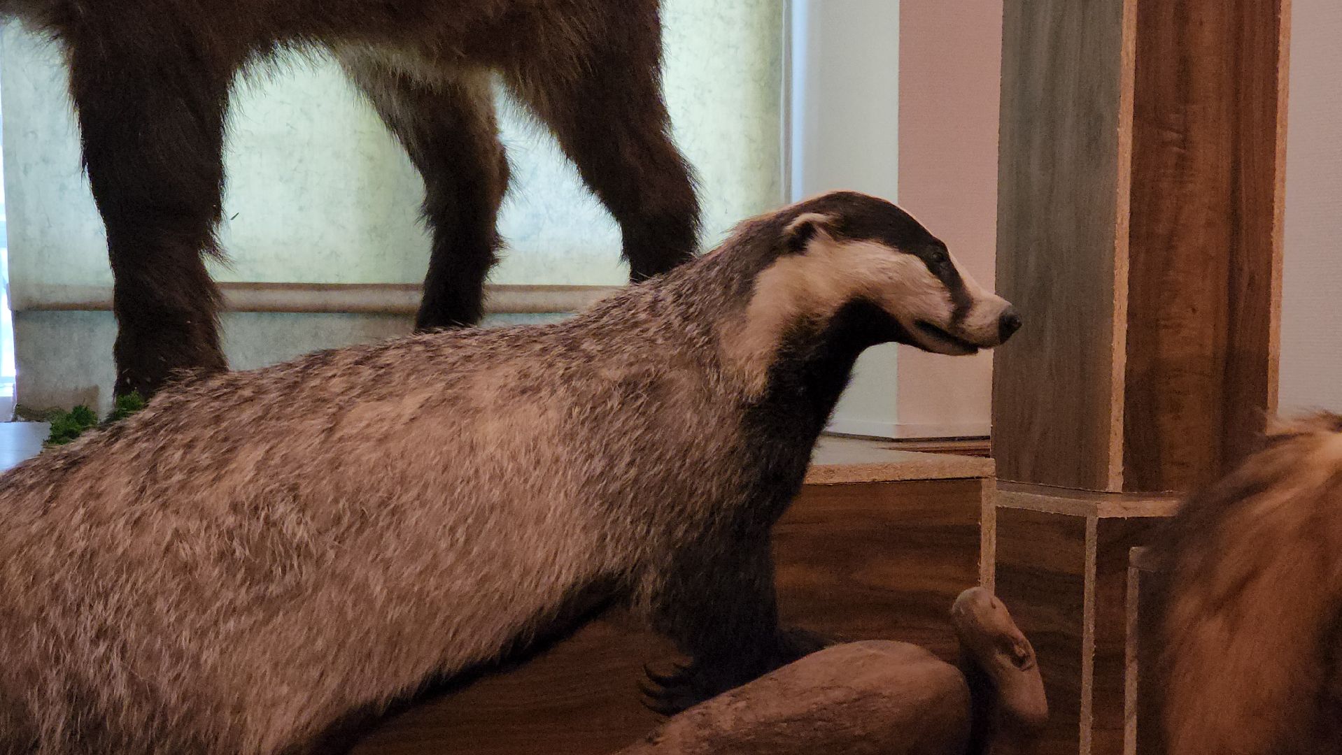 кашира, каширский краеведческий музей, выставка, лесные звери, птицы подмосковья, кабан, ворона, сорока, вальдшнеп,