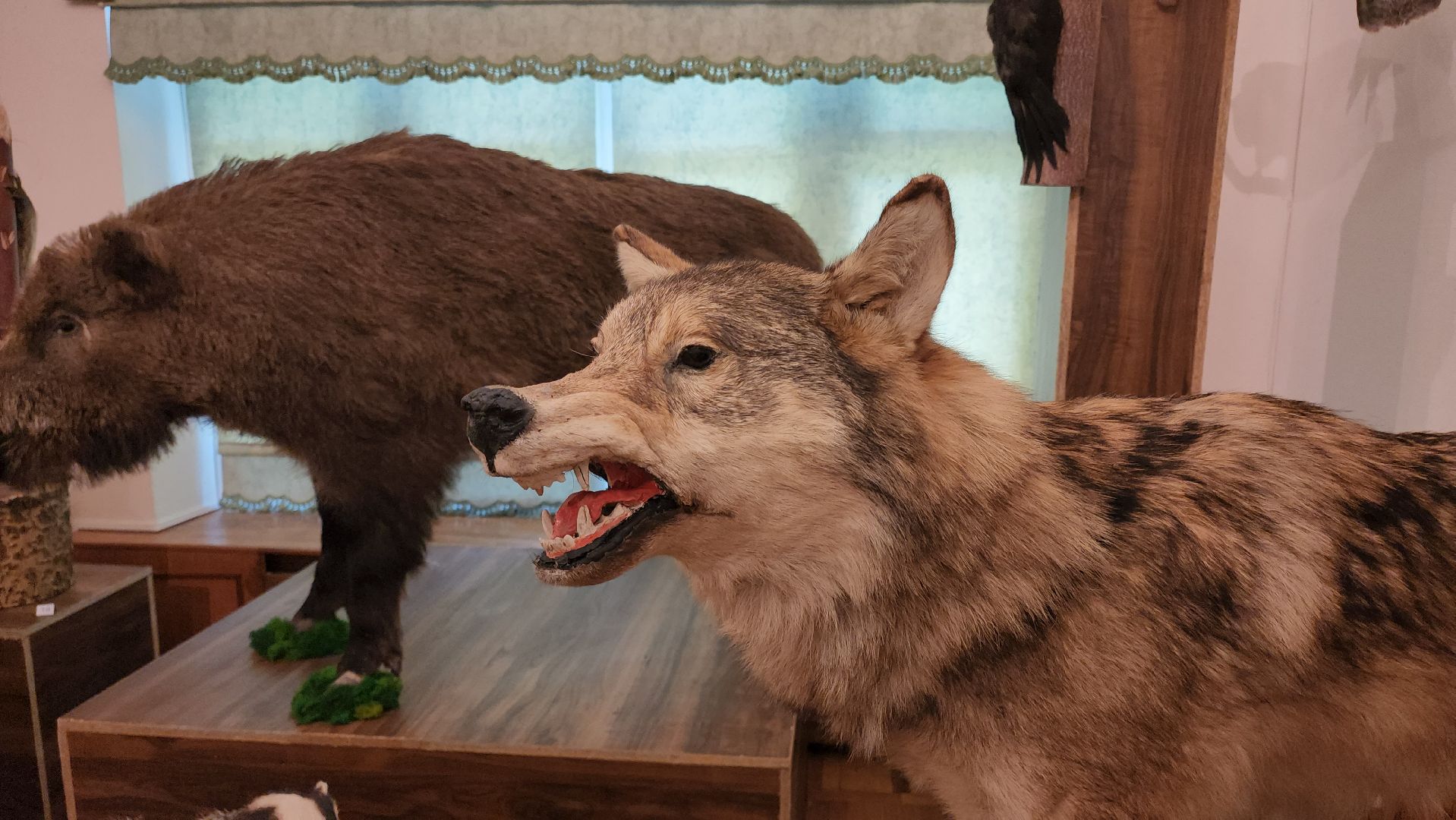 кашира, каширский краеведческий музей, выставка, лесные звери, птицы подмосковья, кабан, ворона, сорока, вальдшнеп,