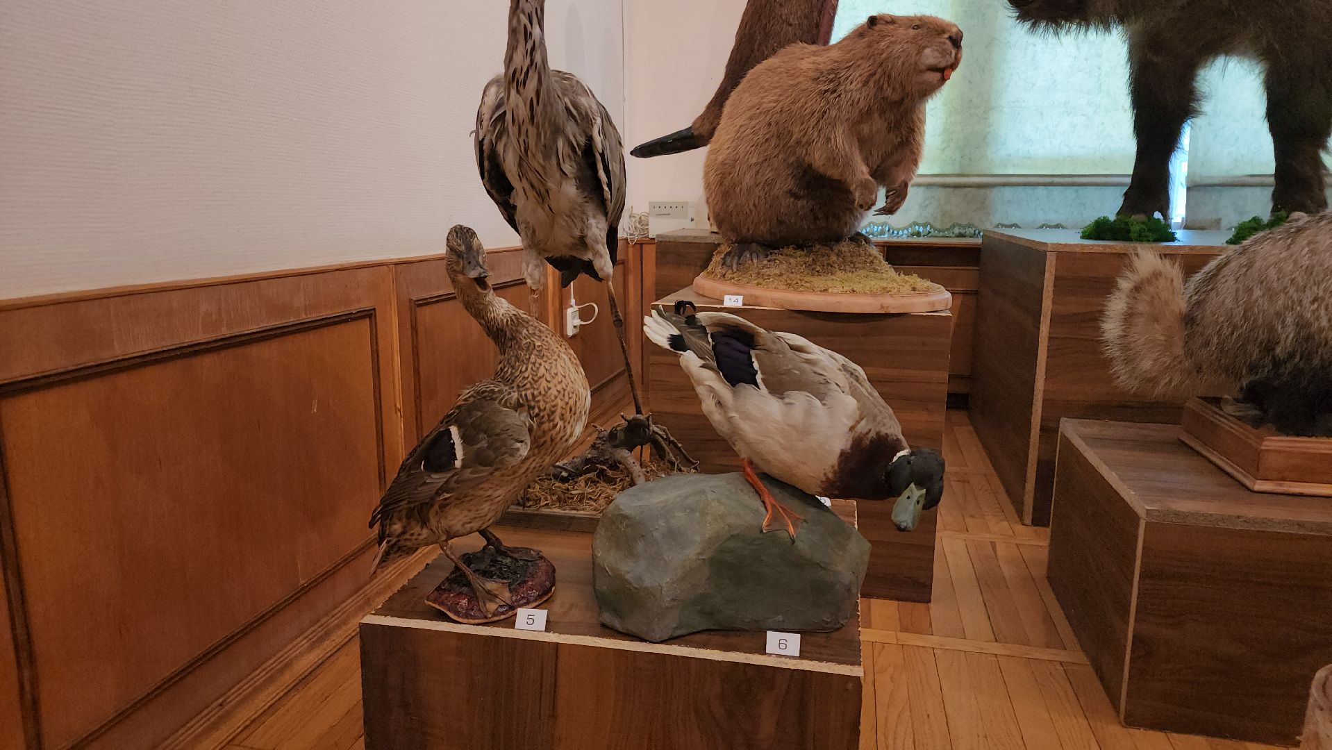 кашира, каширский краеведческий музей, выставка, лесные звери, птицы подмосковья, кабан, ворона, сорока, вальдшнеп,