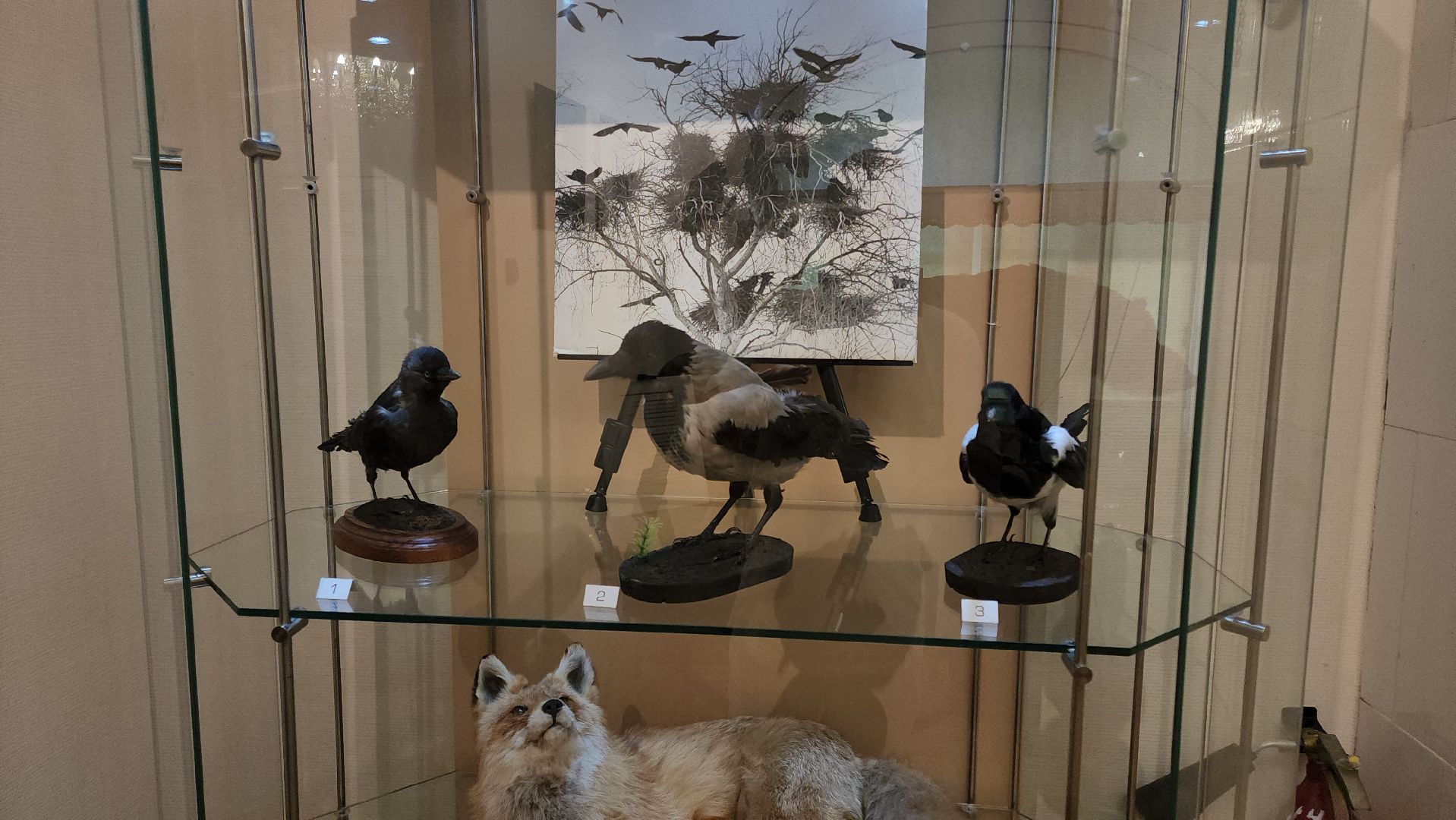 кашира, каширский краеведческий музей, выставка, лесные звери, птицы подмосковья, кабан, ворона, сорока, вальдшнеп,