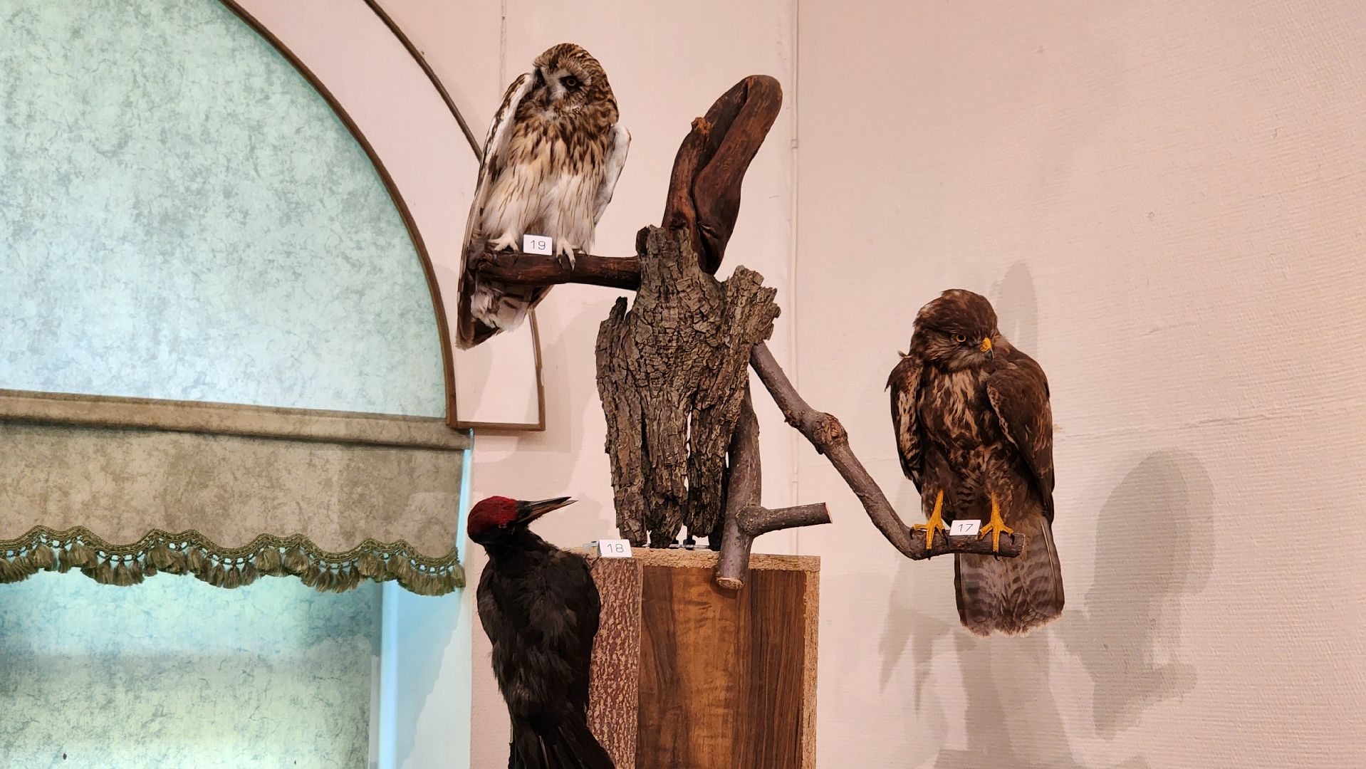 кашира, каширский краеведческий музей, выставка, лесные звери, птицы подмосковья, кабан, ворона, сорока, вальдшнеп,