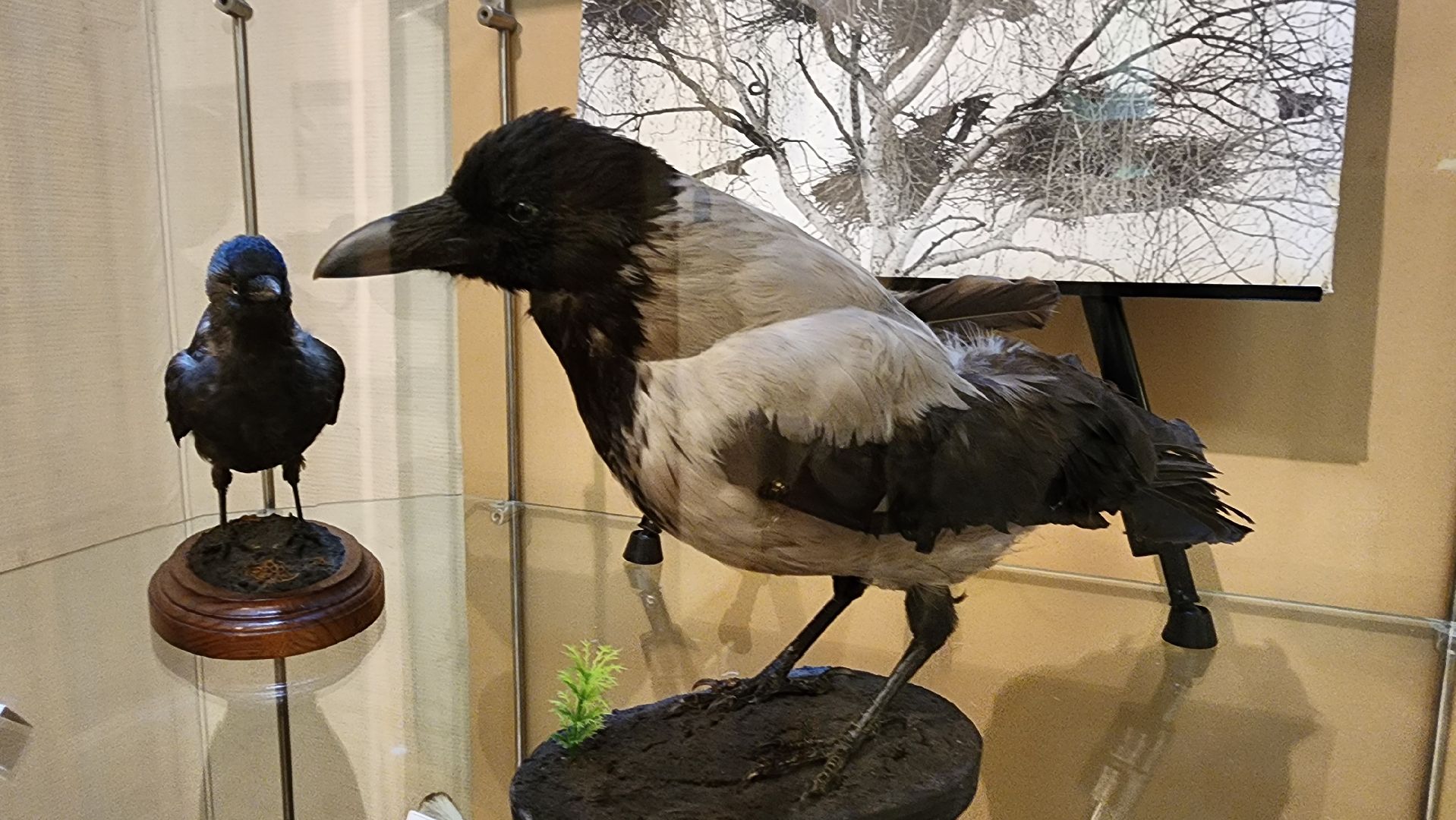 кашира, каширский краеведческий музей, выставка, лесные звери, птицы подмосковья, кабан, ворона, сорока, вальдшнеп,