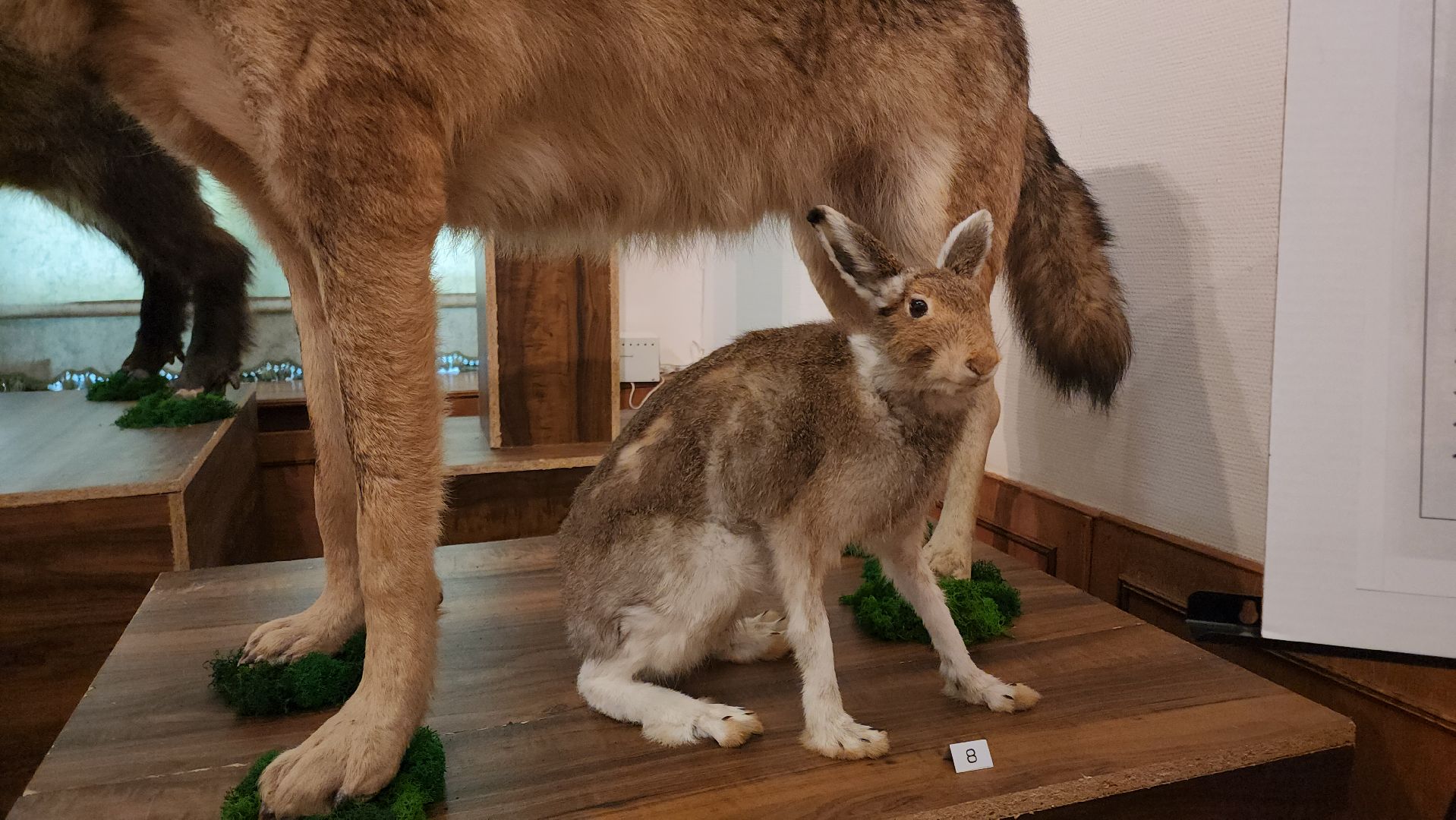 кашира, каширский краеведческий музей, выставка, лесные звери, птицы подмосковья, кабан, ворона, сорока, вальдшнеп,