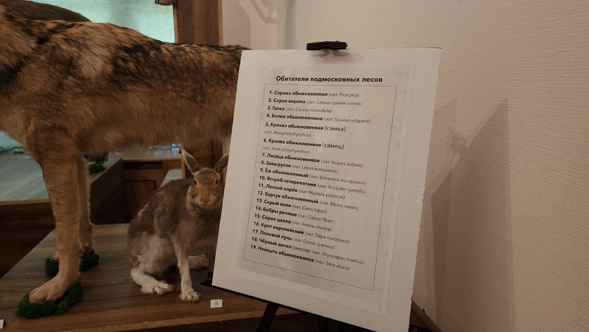 кашира, каширский краеведческий музей, выставка, лесные звери, птицы подмосковья, кабан, ворона, сорока, вальдшнеп,
