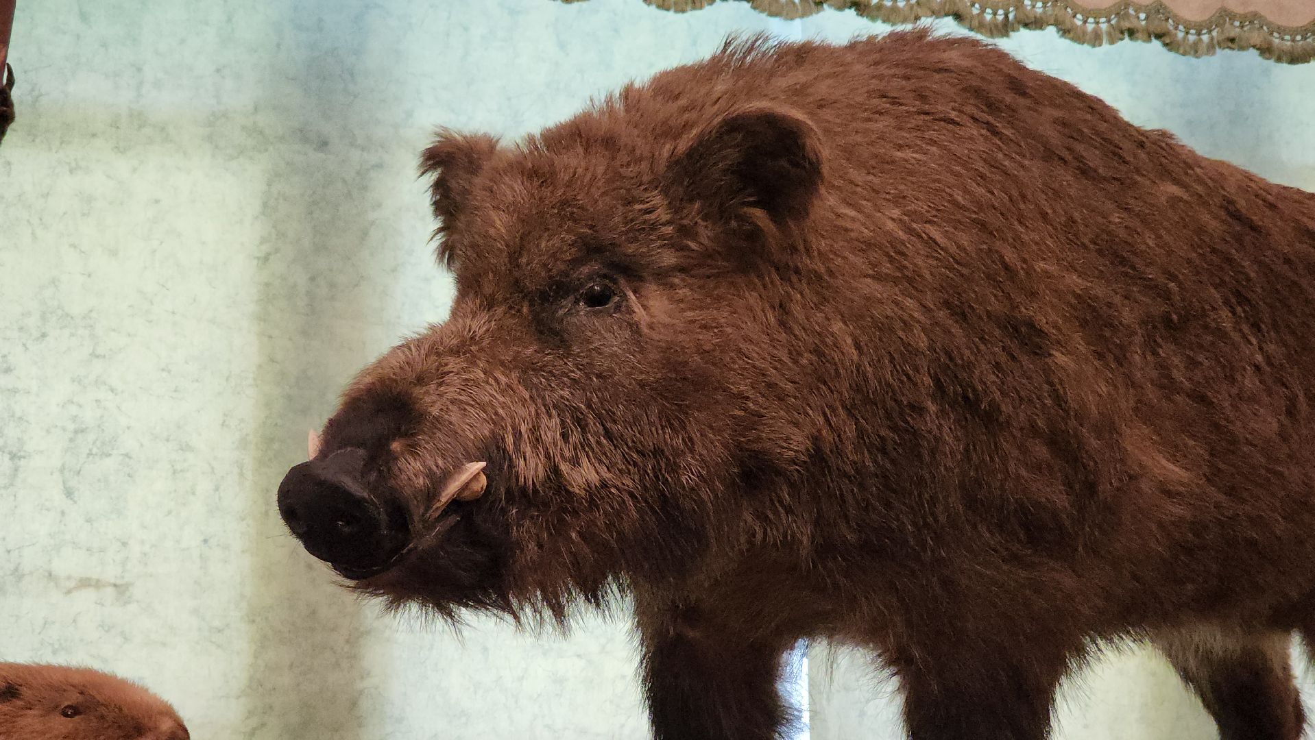 кашира, каширский краеведческий музей, выставка, лесные звери, птицы подмосковья, кабан, ворона, сорока, вальдшнеп,
