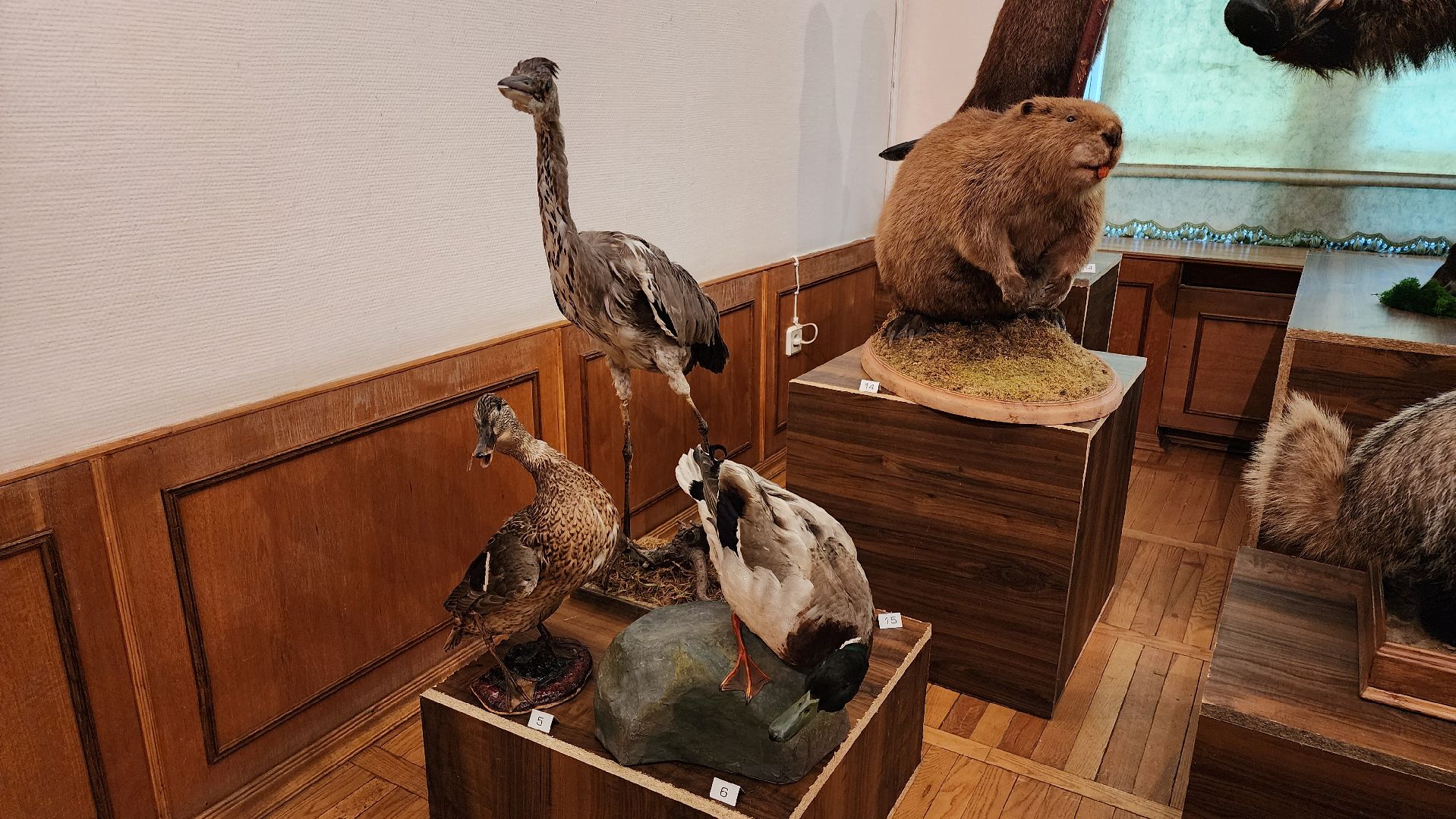 кашира, каширский краеведческий музей, выставка, лесные звери, птицы подмосковья, кабан, ворона, сорока, вальдшнеп,