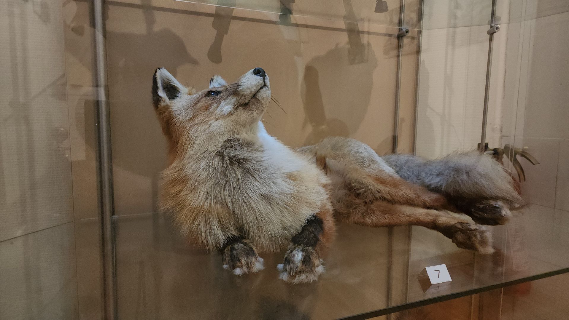 кашира, каширский краеведческий музей, выставка, лесные звери, птицы подмосковья, кабан, ворона, сорока, вальдшнеп,