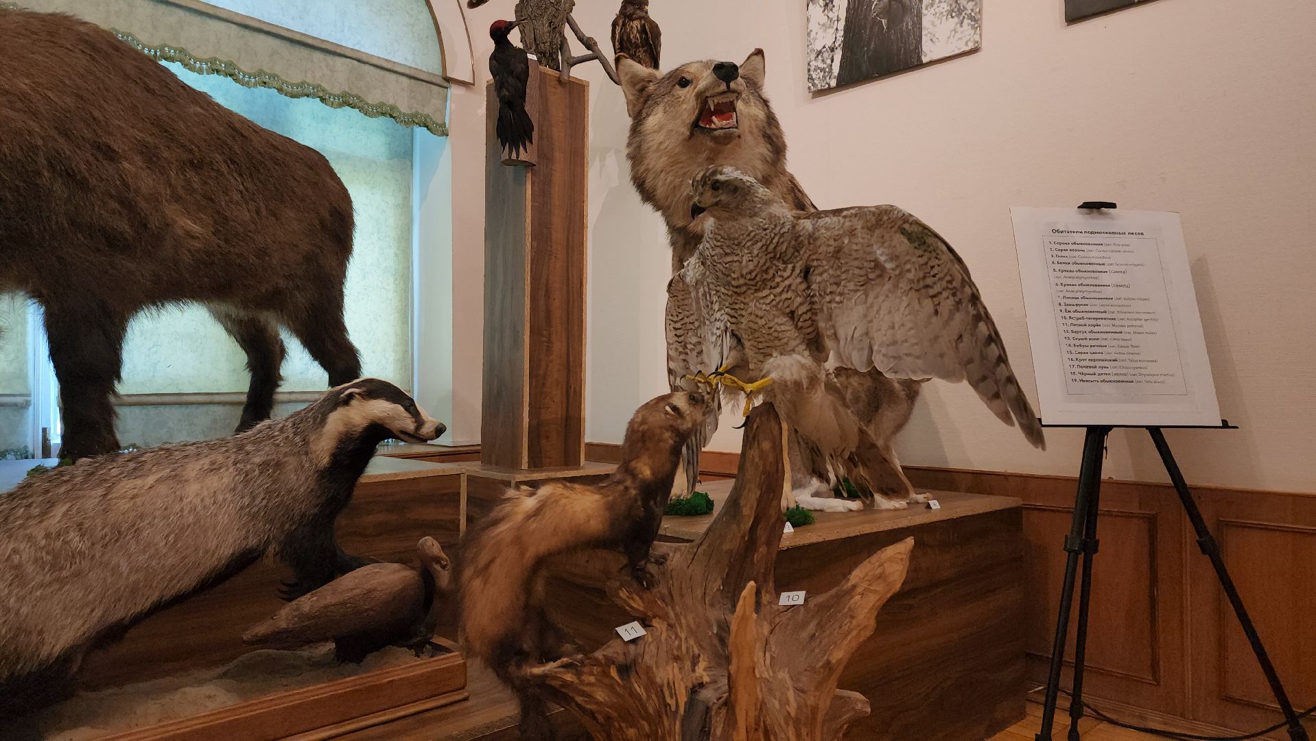 кашира, каширский краеведческий музей, выставка, лесные звери, птицы подмосковья, кабан, ворона, сорока, вальдшнеп,