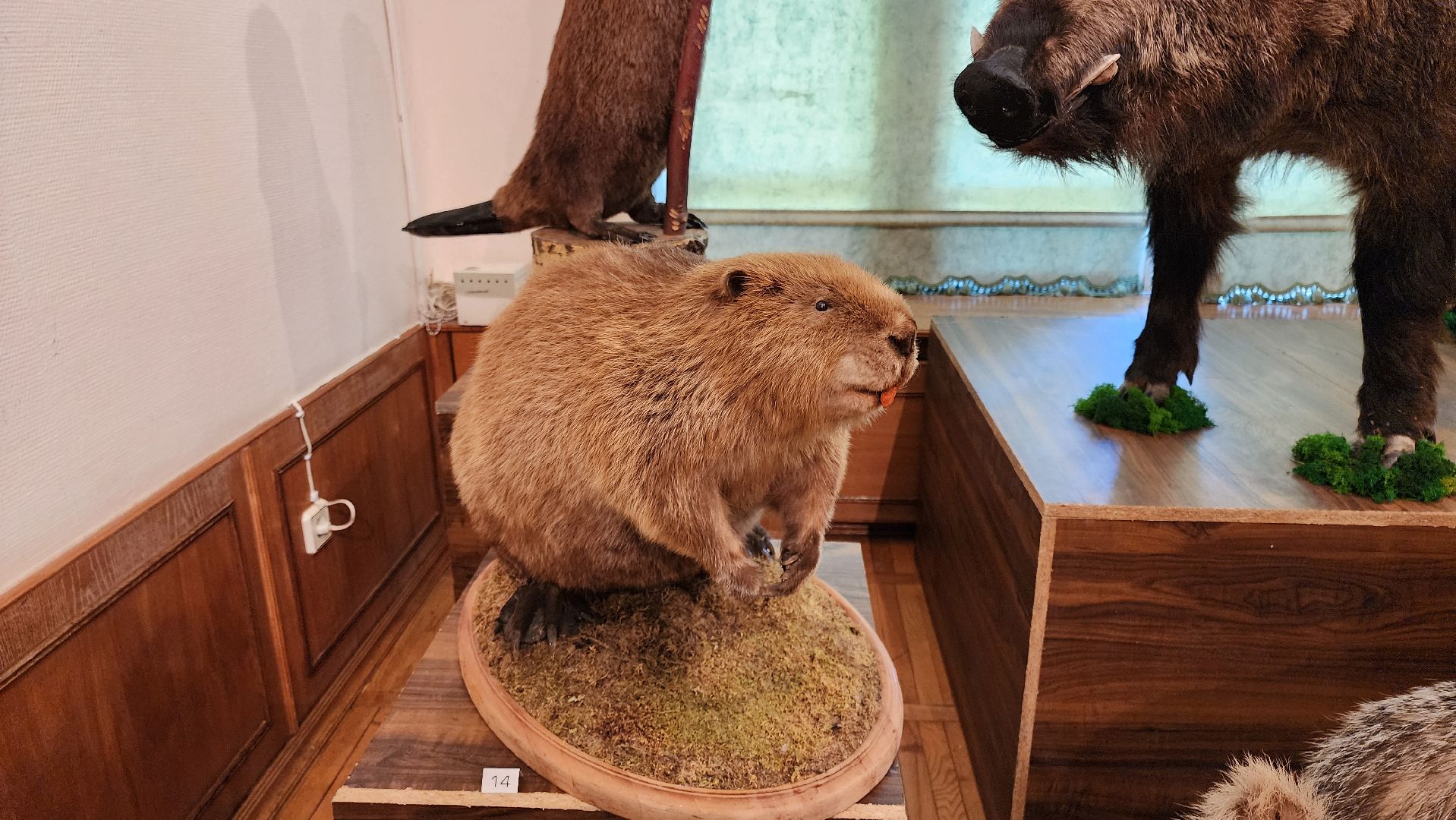 кашира, каширский краеведческий музей, выставка, лесные звери, птицы подмосковья, кабан, ворона, сорока, вальдшнеп,