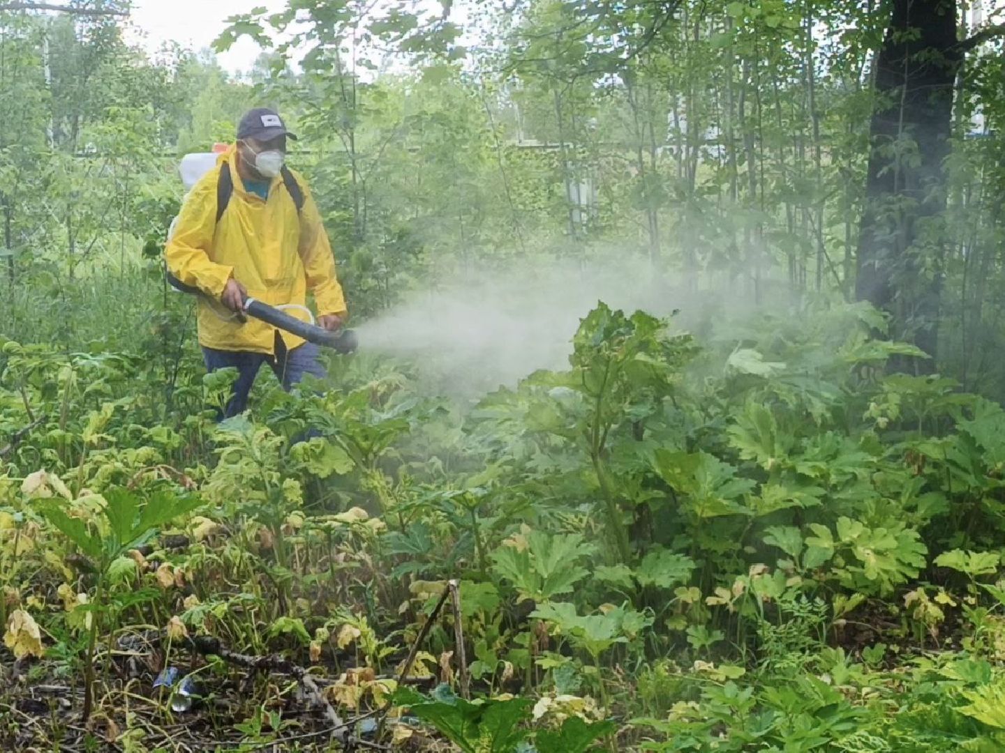 Солнечногорск, борщевик сосновского, борьба с борщевиком, поварово, Жители,