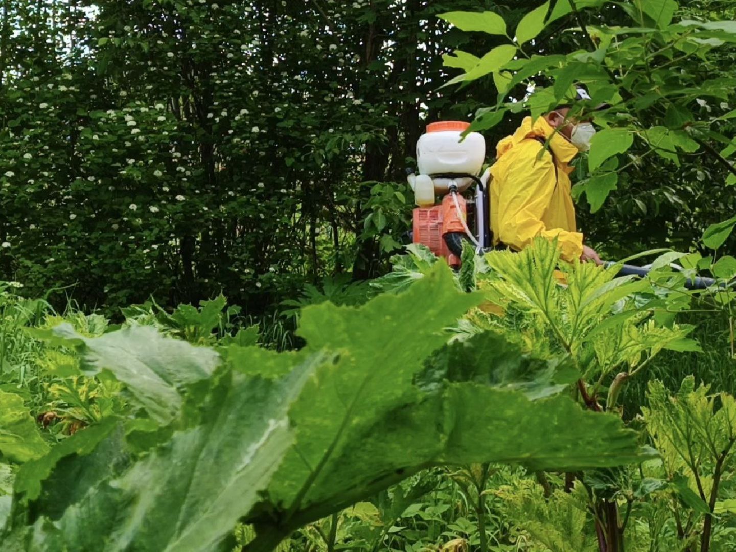 Солнечногорск, борщевик сосновского, борьба с борщевиком, поварово, Жители,