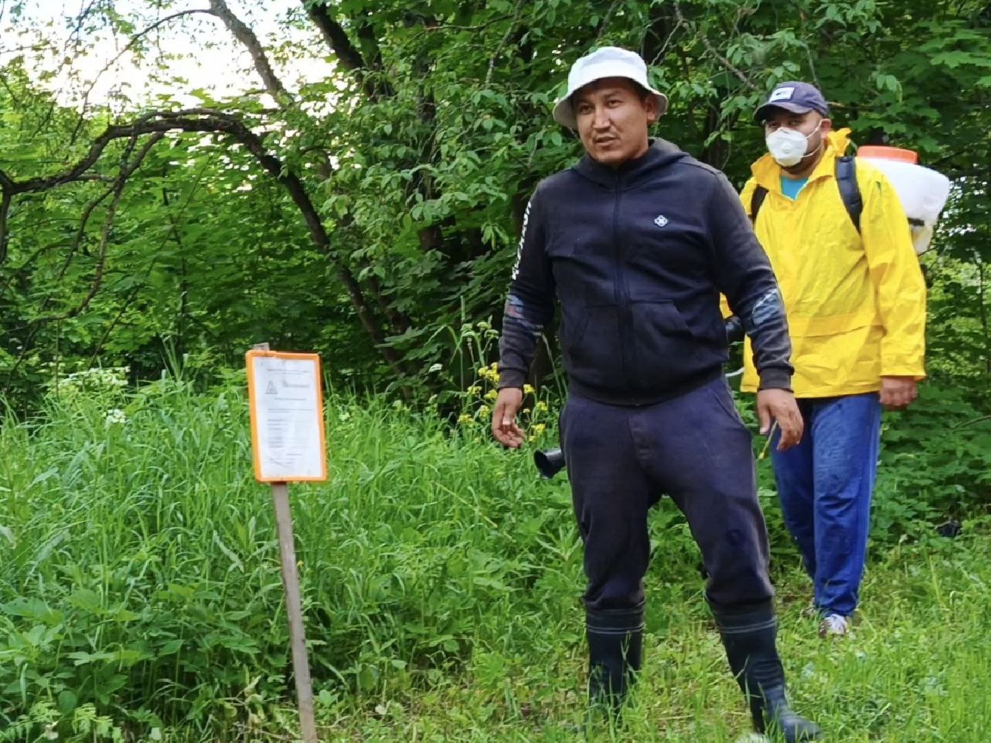 Солнечногорск, борщевик сосновского, борьба с борщевиком, поварово, Жители,