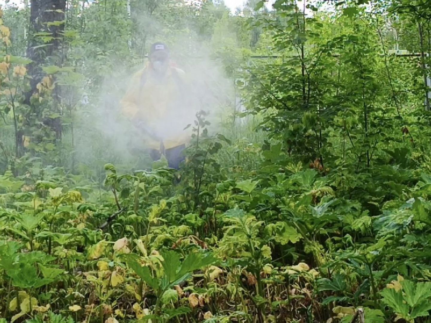 Солнечногорск, борщевик сосновского, борьба с борщевиком, поварово, Жители,