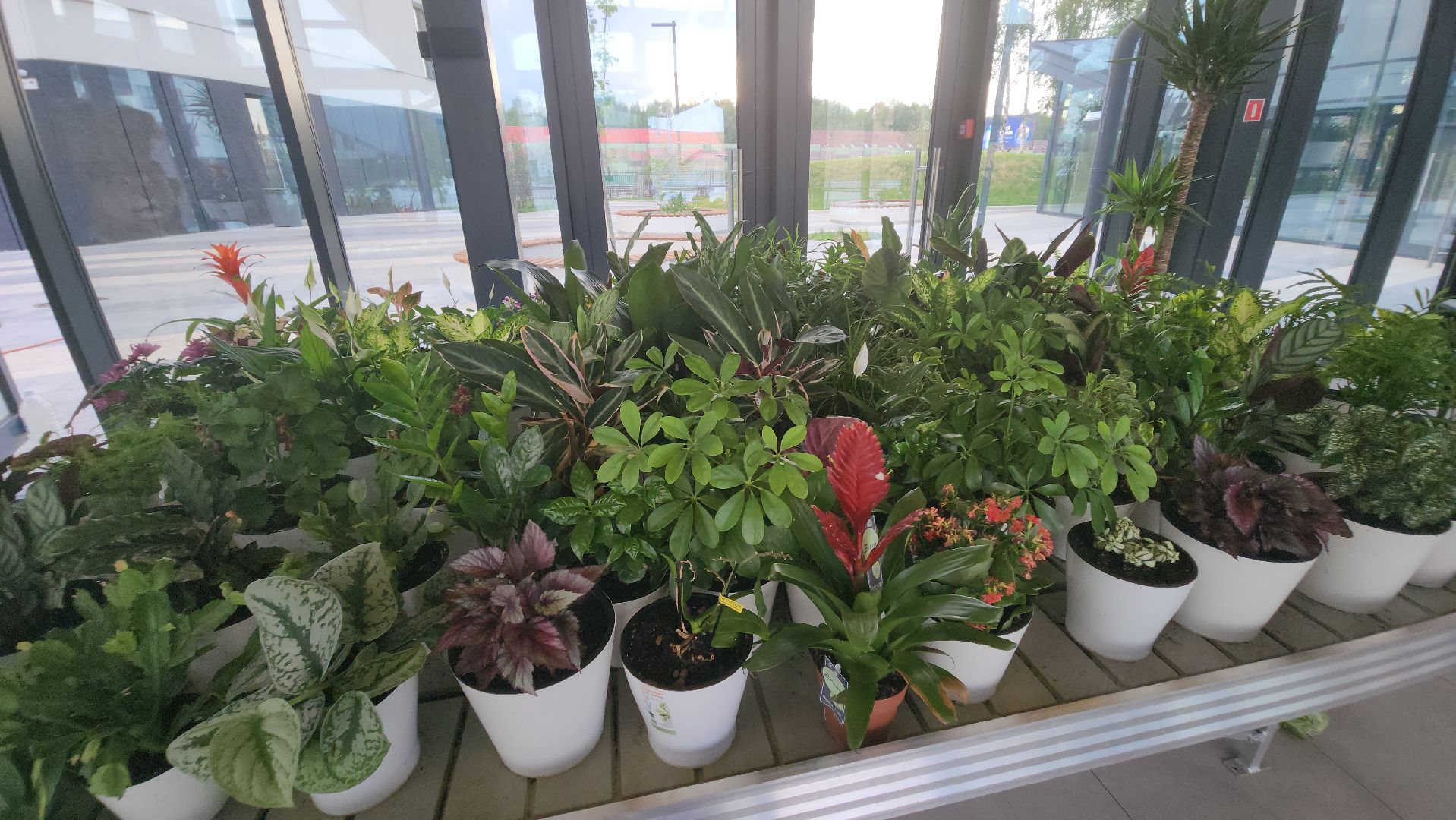 Технопарк, физтех-лицей, долгопрудный, ботаническое искусство, сайенс арт, керамика, живопись, ботаника,