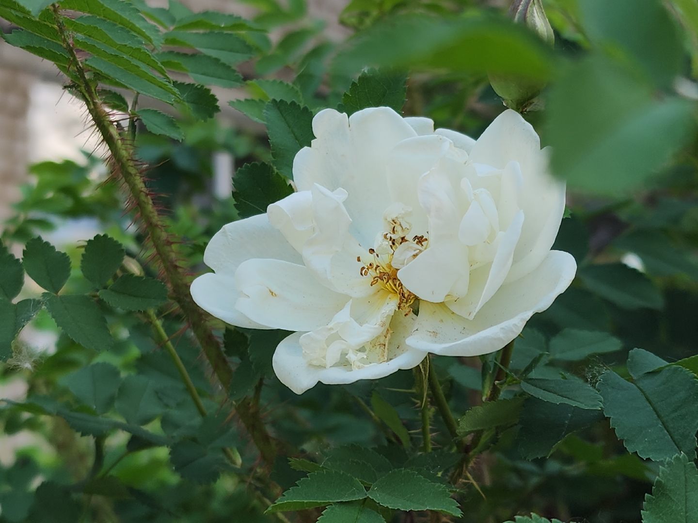 выездная администрация, выездная администрация руза, благоустройство 2024, благоустройство дворов, рузский городской округ, московская область, подмосковье,