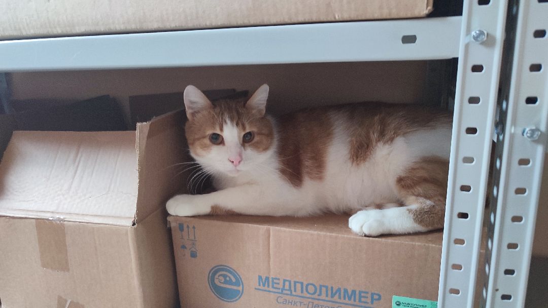 Кашира, ветклиника, благотворительность, кот