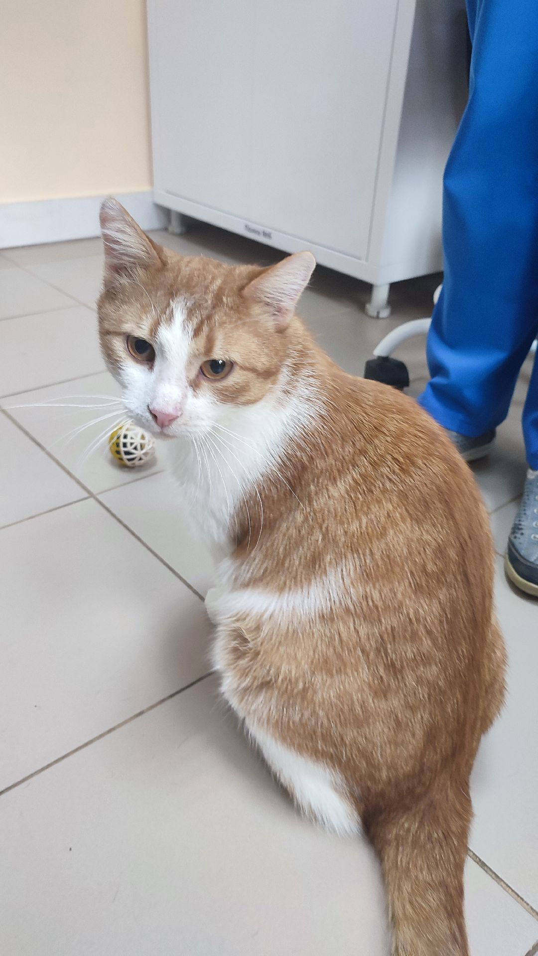 Кашира, ветклиника, благотворительность, кот