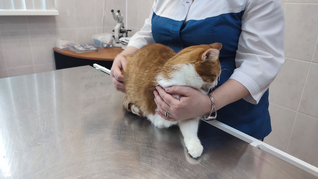 Кашира, ветклиника, благотворительность, кот