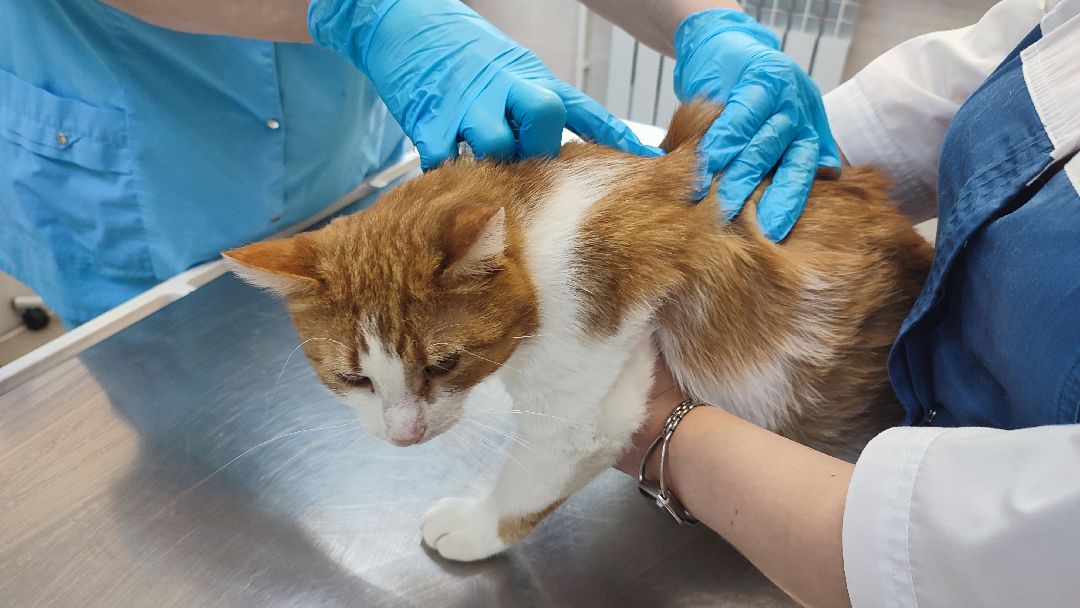 Кашира, ветклиника, благотворительность, кот