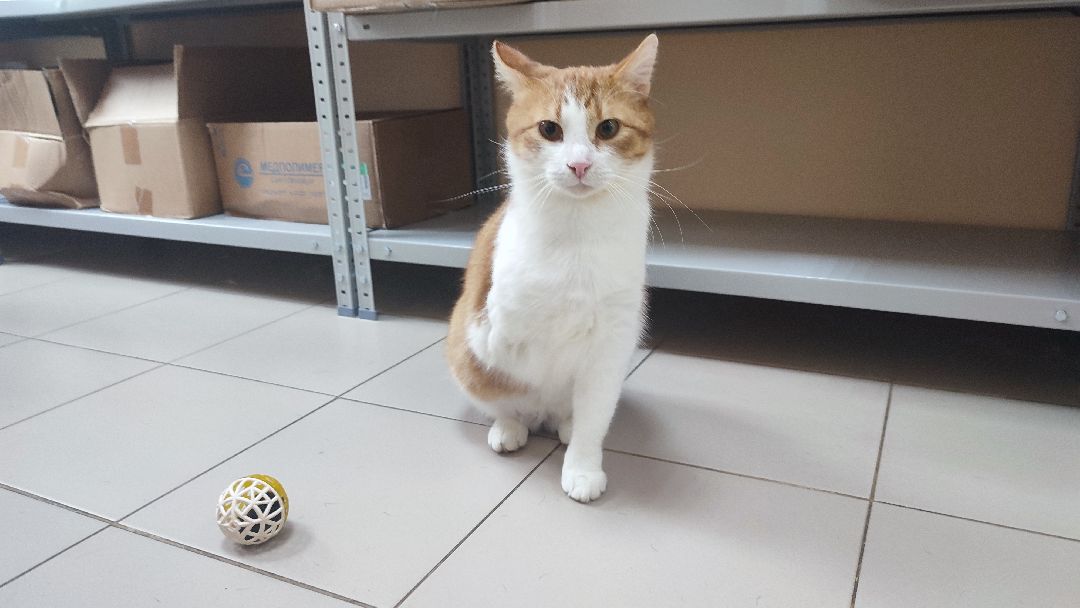 Кашира, ветклиника, благотворительность, кот