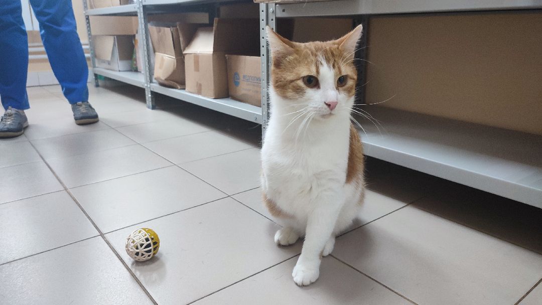 Кашира, ветклиника, благотворительность, кот