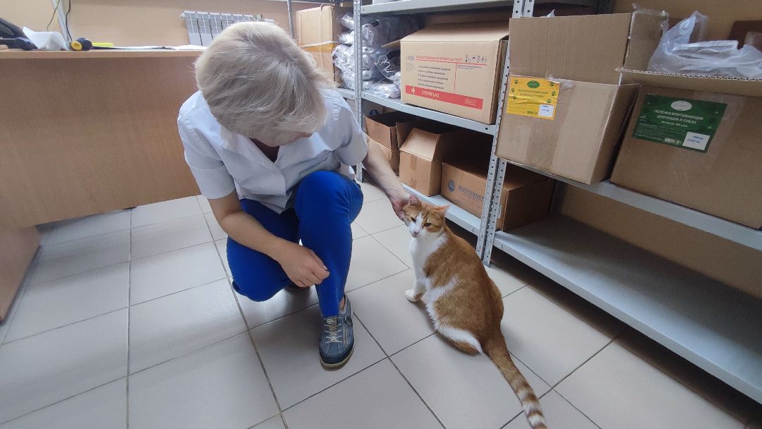 Кашира, ветклиника, благотворительность, кот