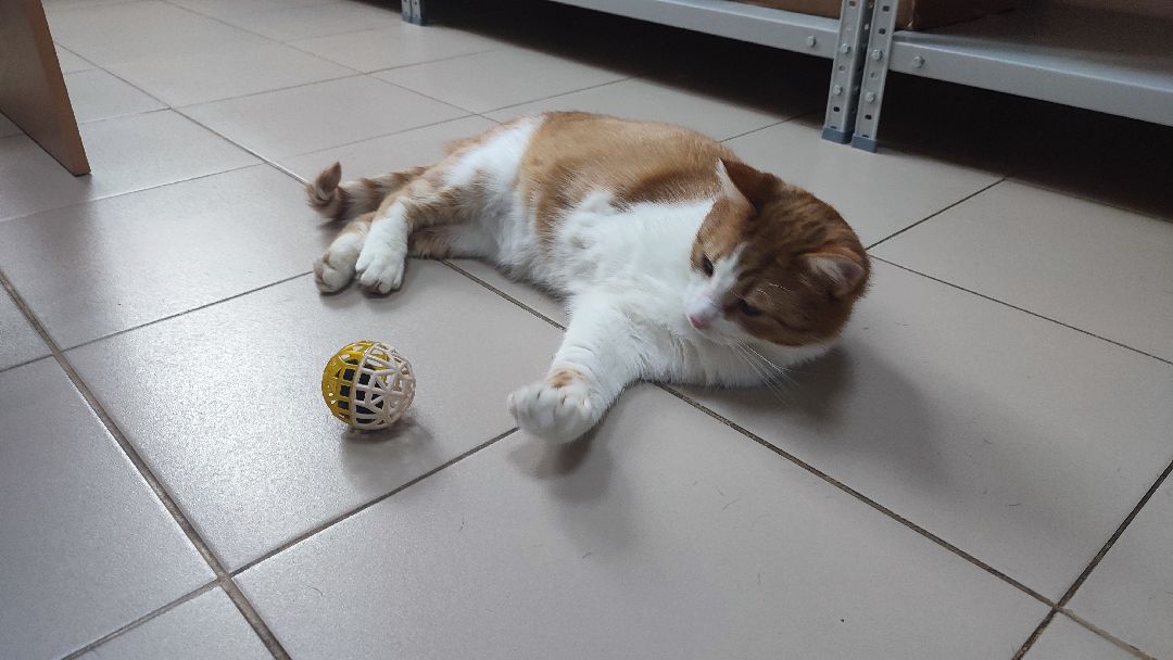 Кашира, ветклиника, благотворительность, кот