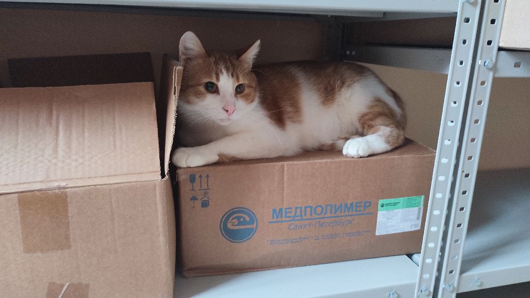 Кашира, ветклиника, благотворительность, кот