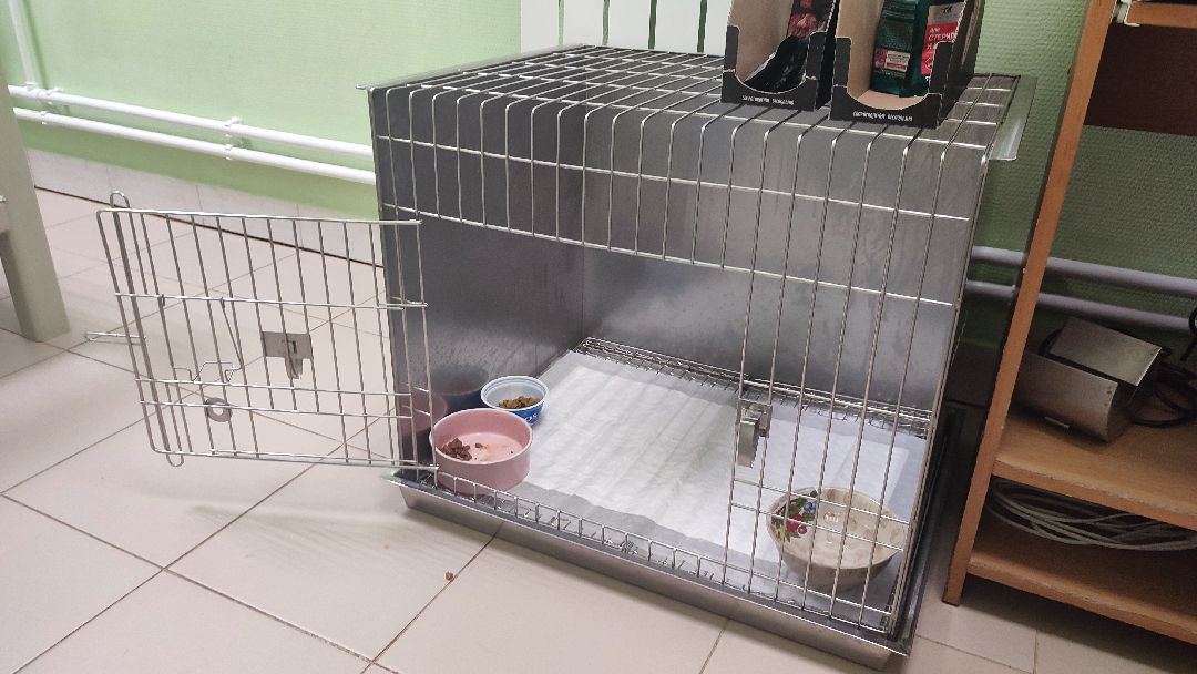 Кашира, ветклиника, благотворительность, кот