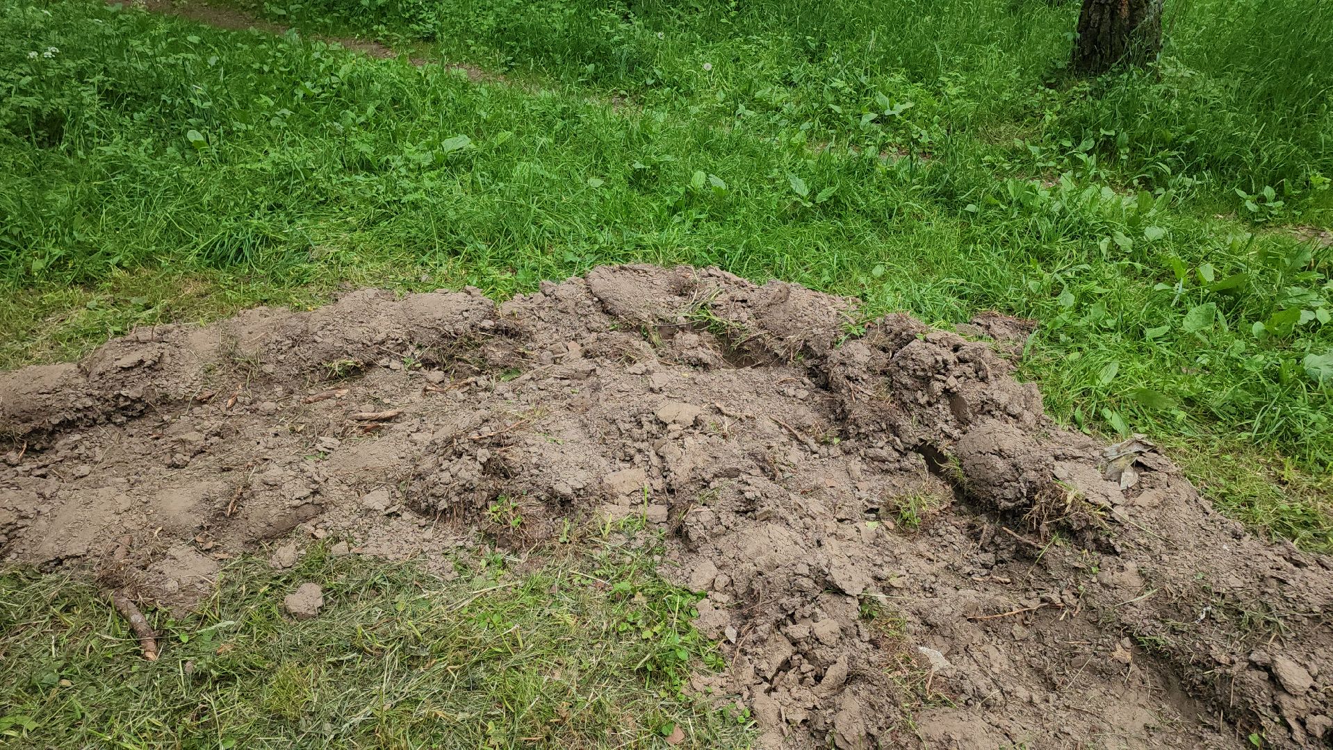 кашира, комлесхоз, центрлесхоз, зона для пикника, березовая роща, беседка, мангал,